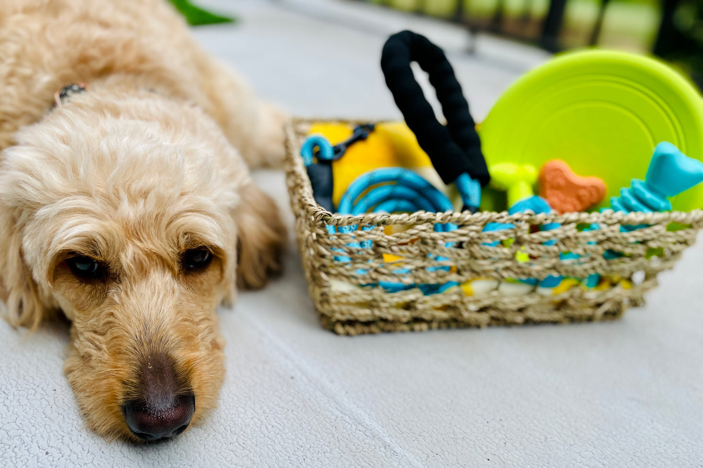 Pet Gift Basket - Lux