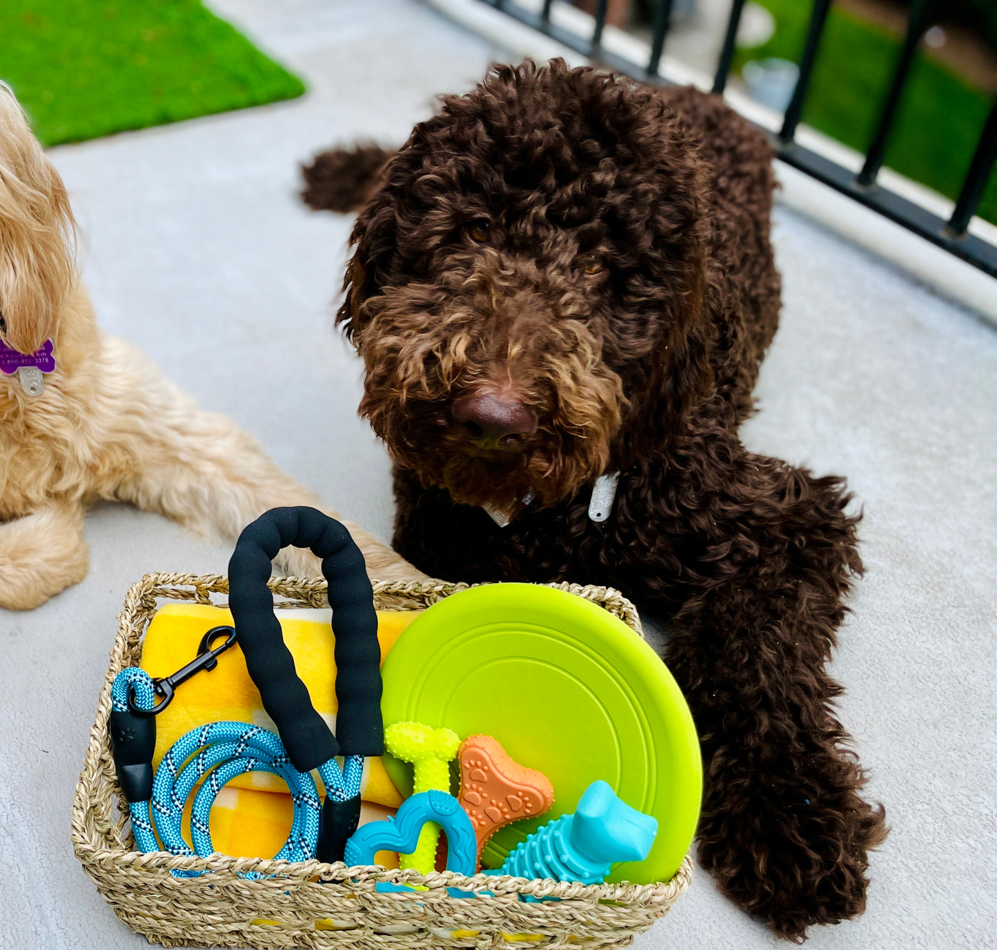 Pet Gift Basket - Lux